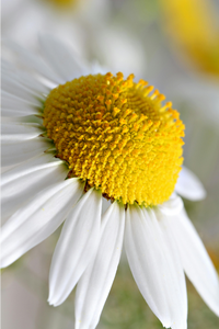 Blue chamomile is a key botanical in many of our sensitive skin formulations, most notably Nostalgia Super Fruit Face Oil and The Aloe Vera Soap Bar. 