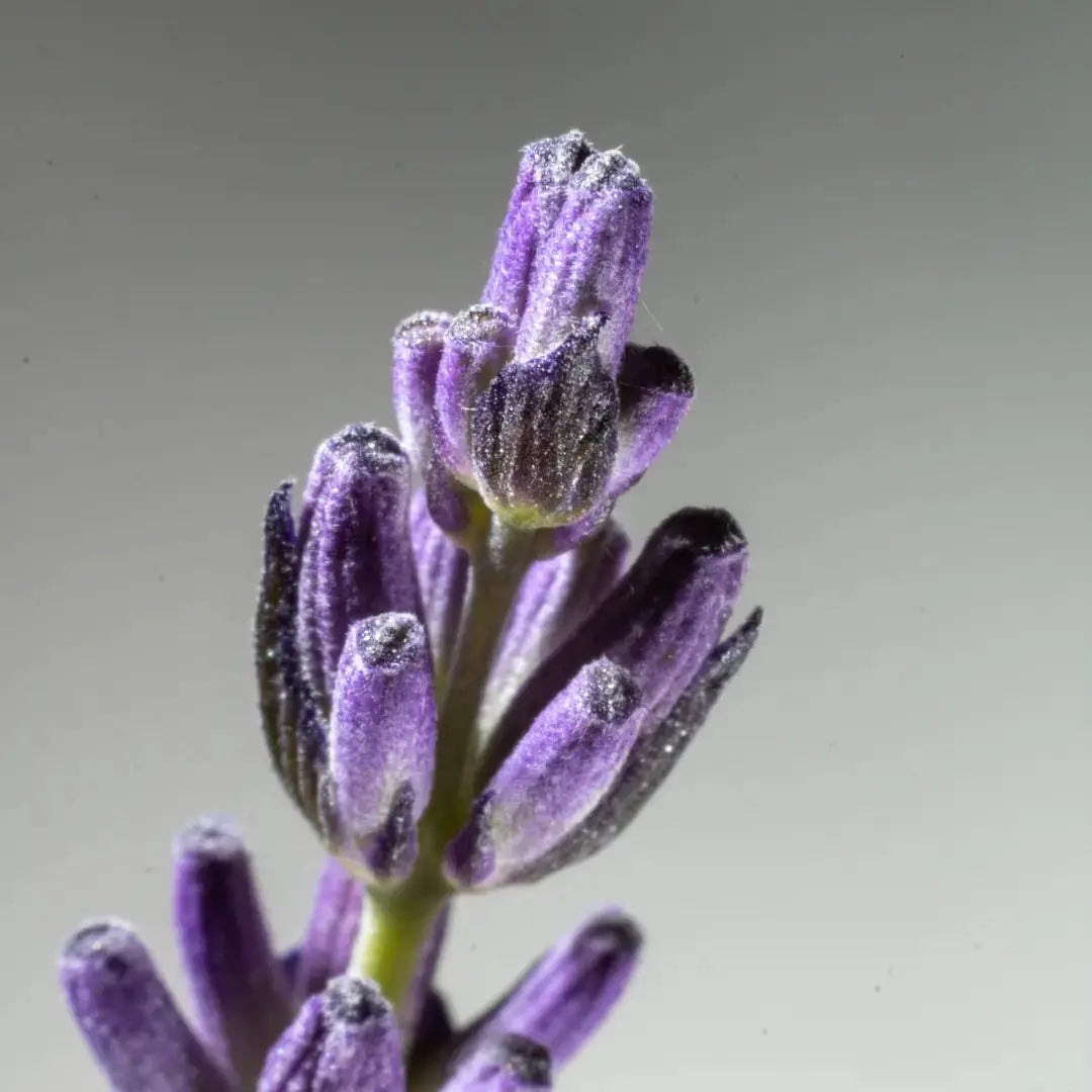 Sensitive Skin Face and Body Wash // Lavender Soap Live Like You Green It