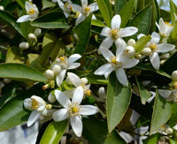 Neroli essential oil is a botanical we trust in our handcrafted soap bars for its 