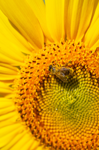 Close-up of a bee on a sunflower