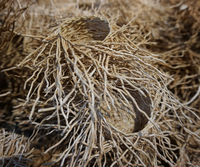 Vetiver Root is a botanical we trust in The Tobacco Leather Soap Bar and Hinoki Wood Deodorant for its dark, earthy scent profile.